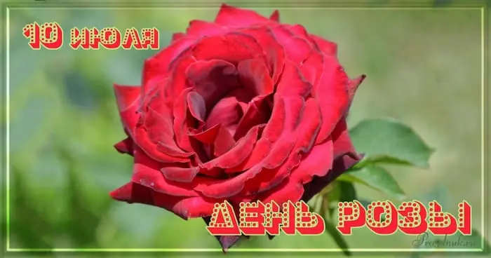 День цветка розы