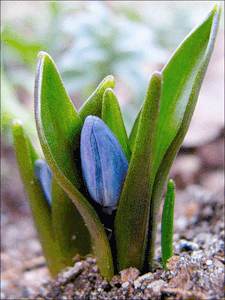 анимация раскрывающийся тюльпан