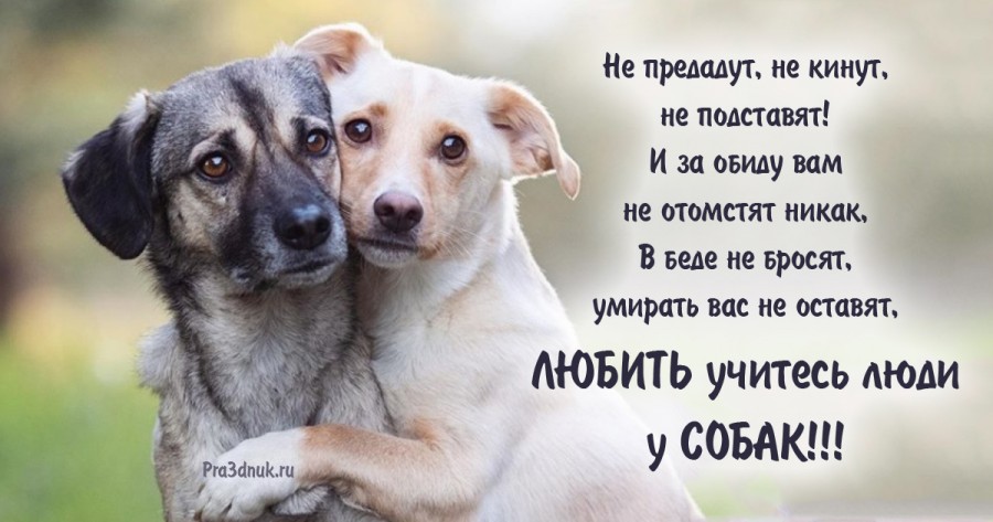 Собачья преданность