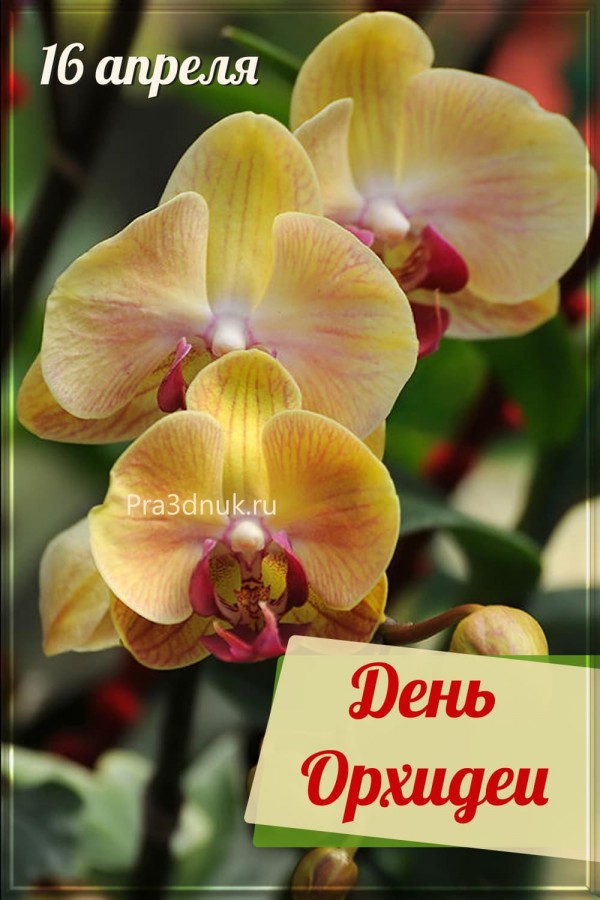 цвету орхидею