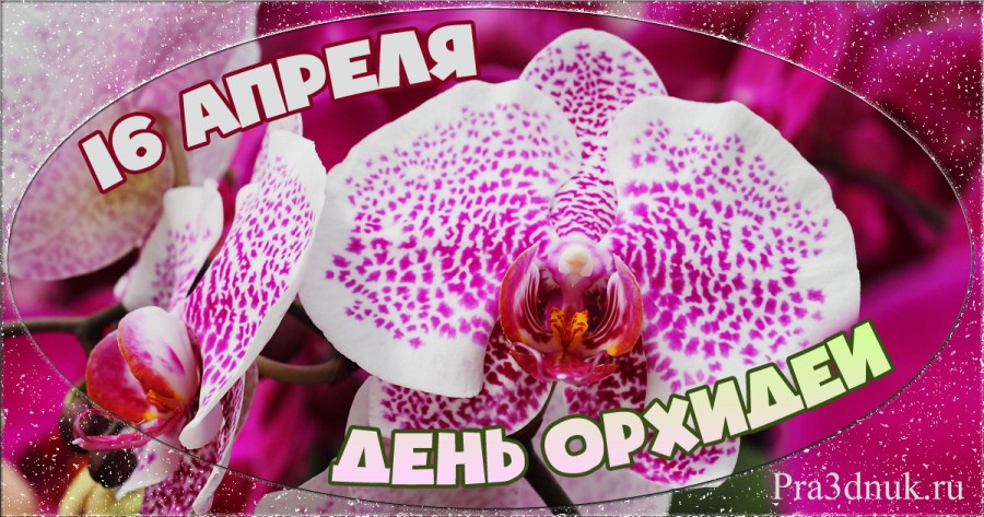 День орхидеи 16 апреля