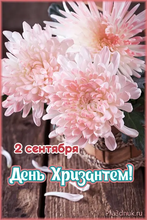 открытки день хризантем