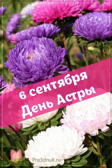 день астры открытки