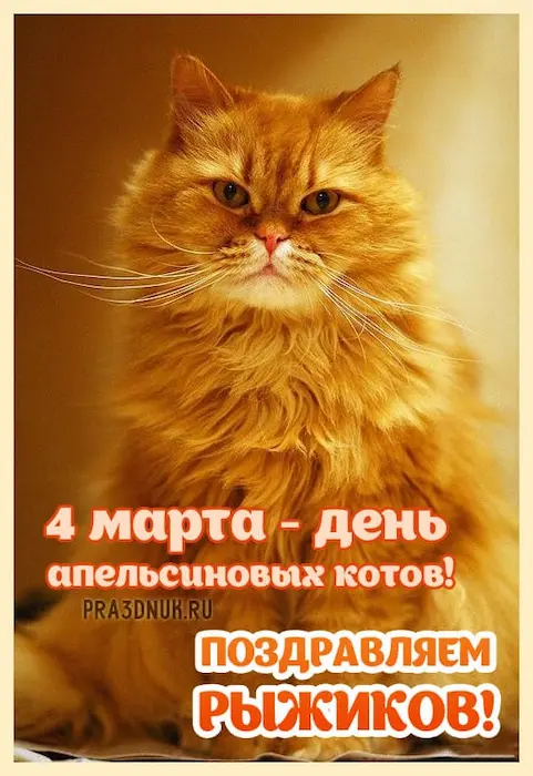 День апельсиновых котов 4 марта