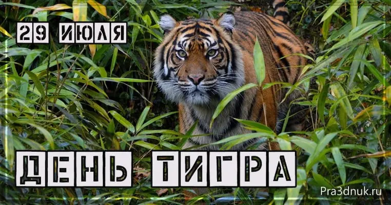 международный день тигра