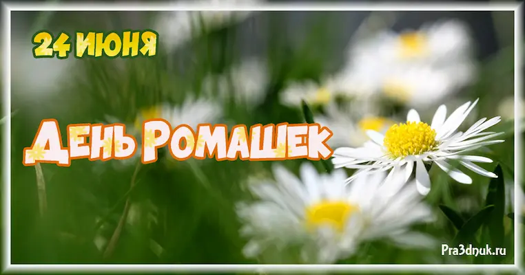 День ромашек картинка