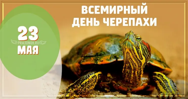 день черепахи открытка