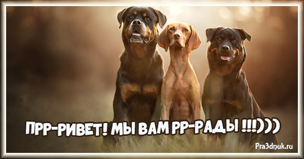 Привет мы вам рады