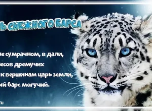 снежный барс стихи