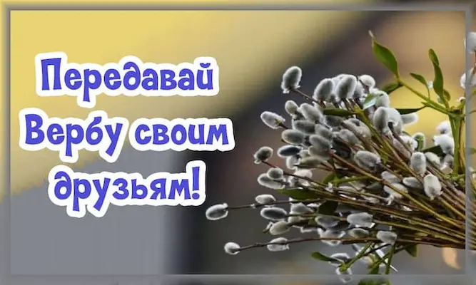 Верба друзьям